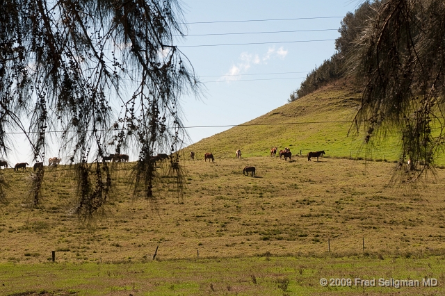 20091101_143447 D300.jpg - Ranch along Kohala Mountain Road, Hawaii